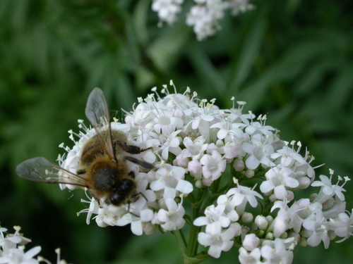 kozłek lekarski - roślina przyjazna pszczołom